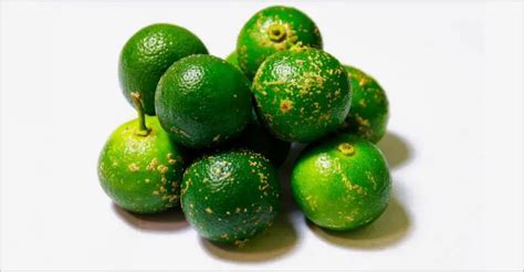 Calamansi: A Citrus Gem of the Philippines .